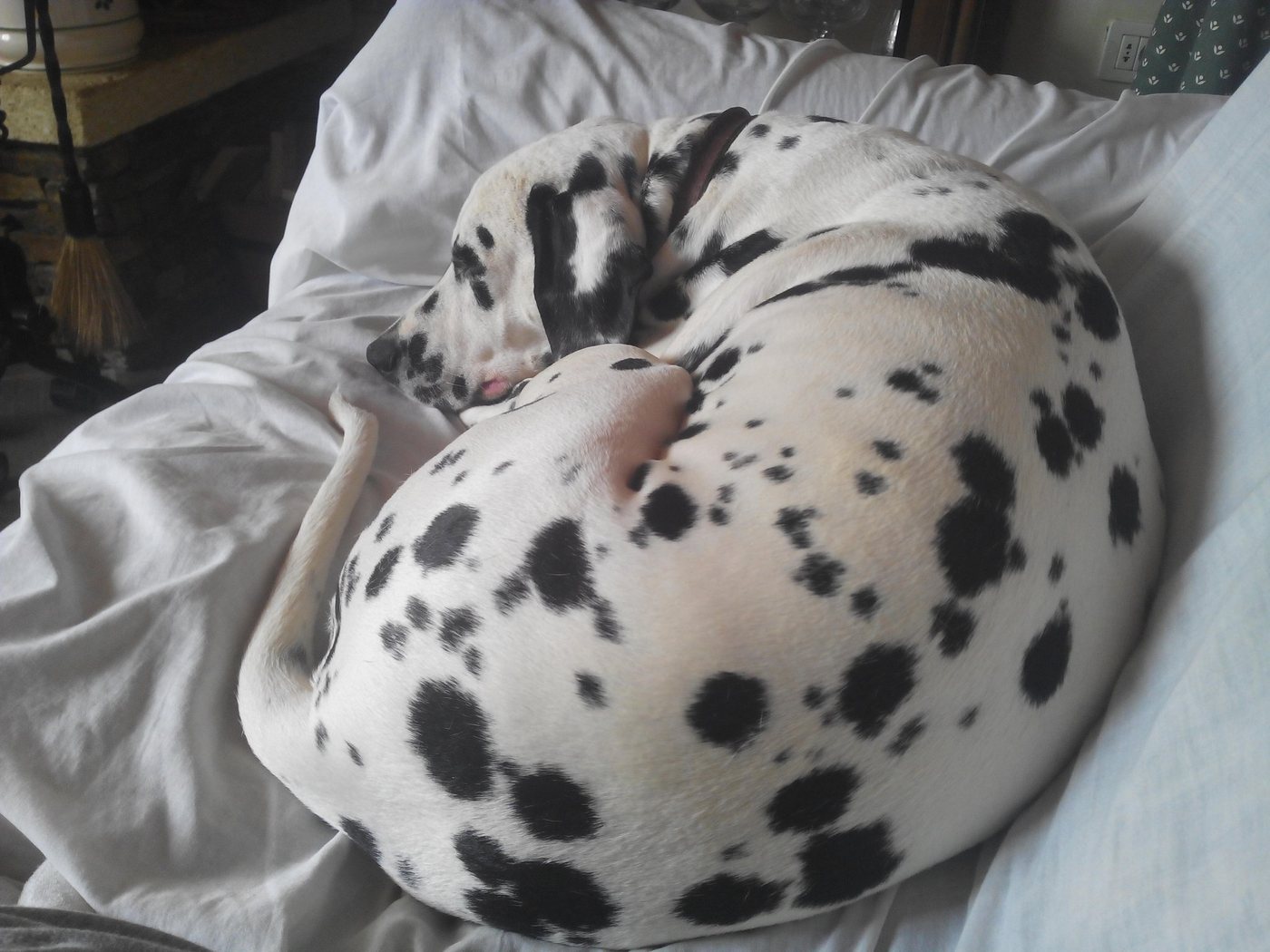 A dalmatian curled up on a bed
