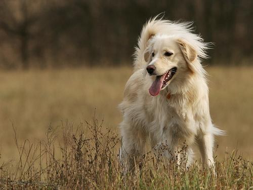 A golden retriever standing in a field